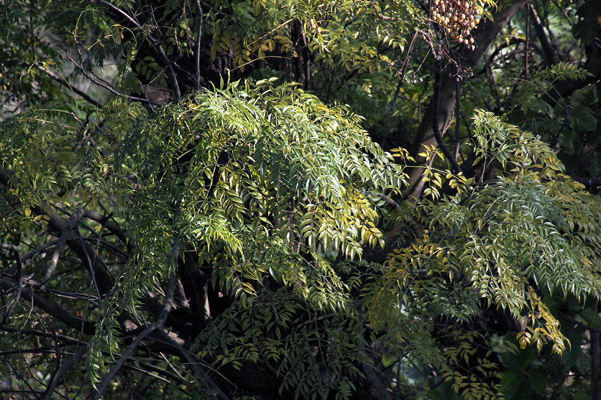 Image of Melia azedarach specimen.