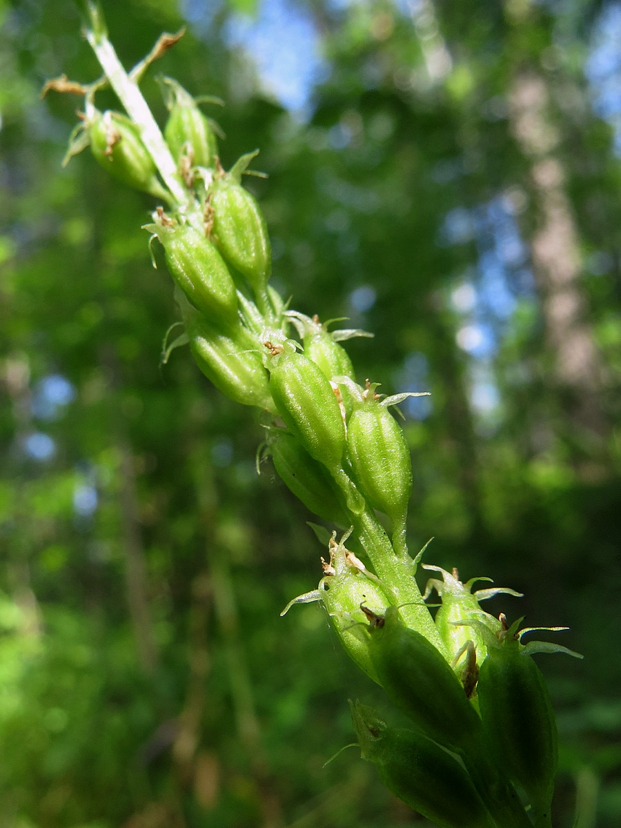 Image of Malaxis monophyllos specimen.