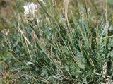 Oxytropis nivea