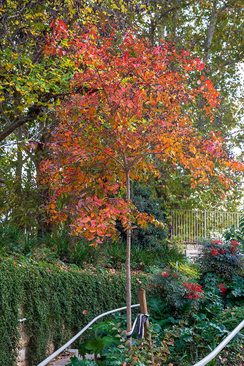 Image of Lagerstroemia indica specimen.