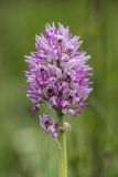 Orchis simia. Соцветие. Краснодарский край, м/о г. Новороссийск, южный склон Маркотхского хребта, шибляк. 02.05.2021.