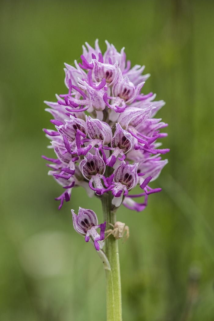 Image of Orchis simia specimen.