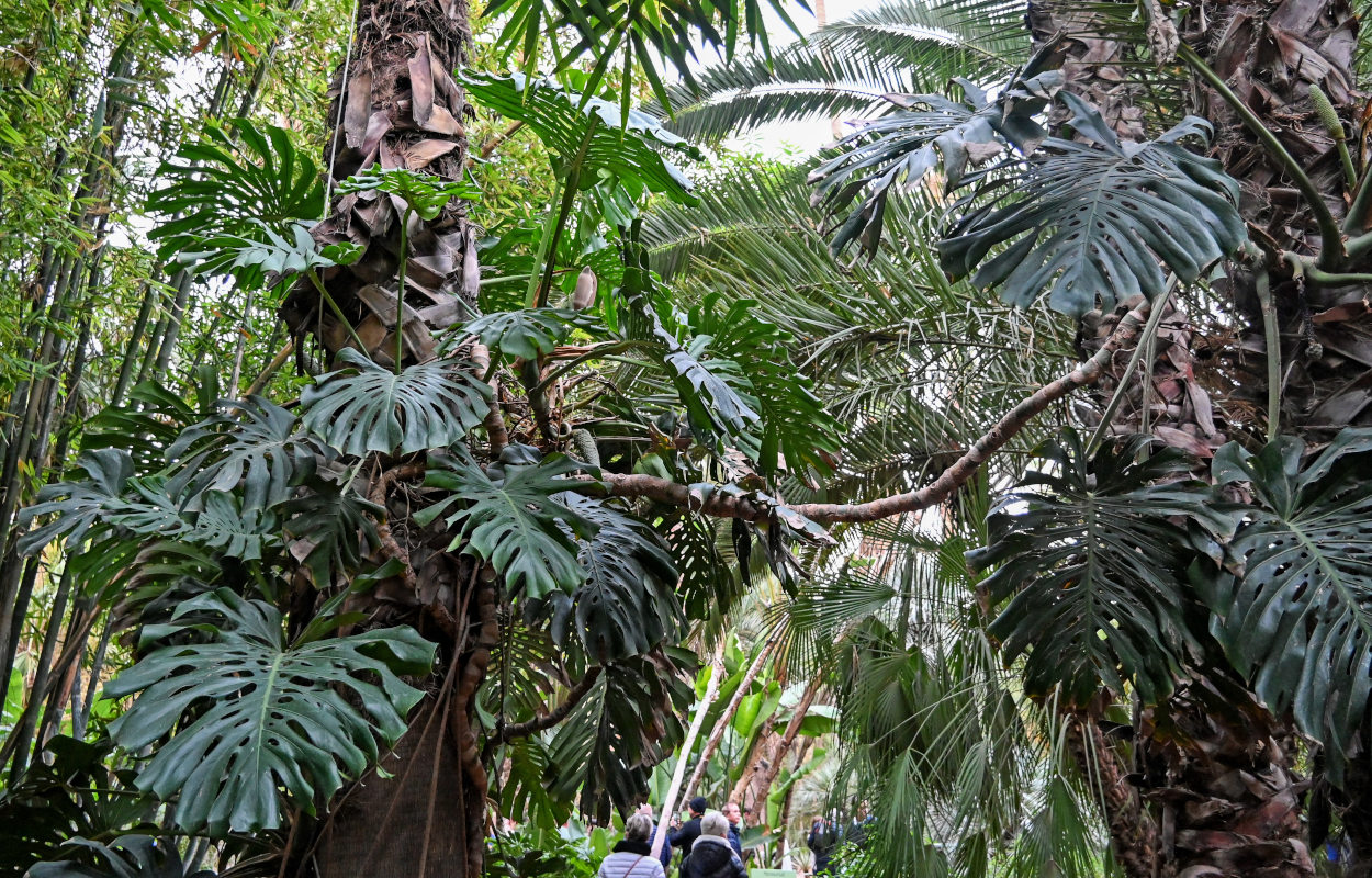 Image of Monstera deliciosa specimen.