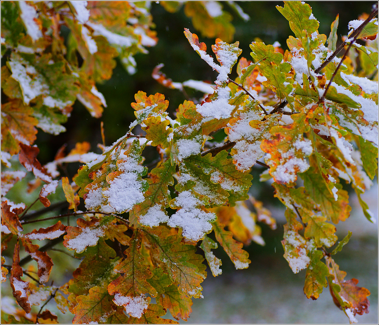 Image of Quercus robur specimen.