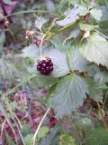 Rubus nessensis. Ветвь с созревшим плодом. Курская обл., Железногорский р-н, с. Карманово, ур. \"Кармановская дача\". 24 июля 2007 г.