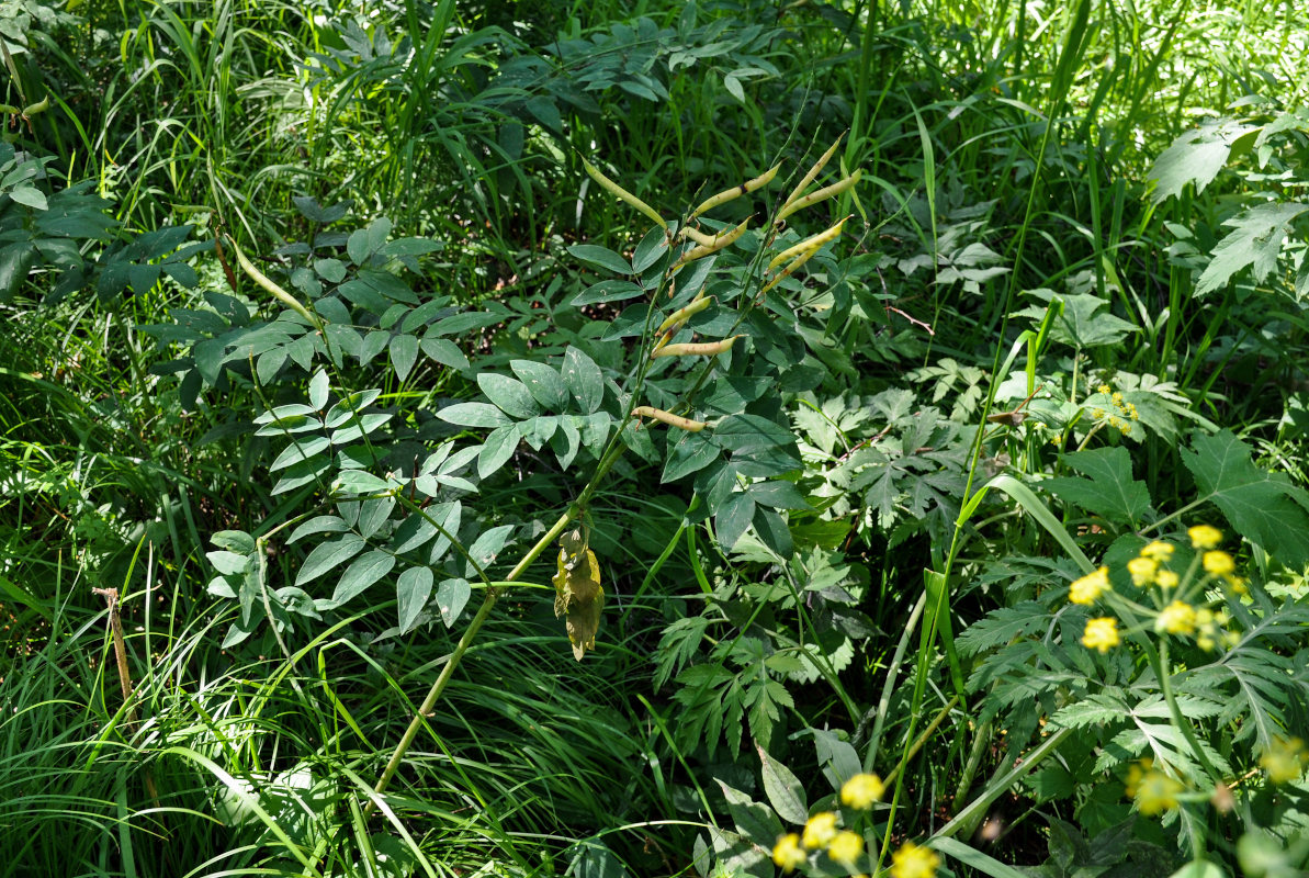 Image of Lathyrus gmelinii specimen.