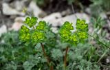 Euphorbia helioscopia