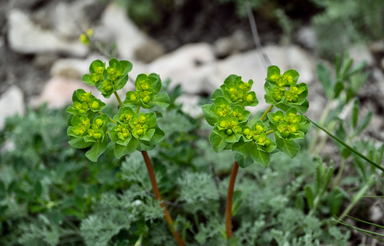 Изображение особи Euphorbia helioscopia.