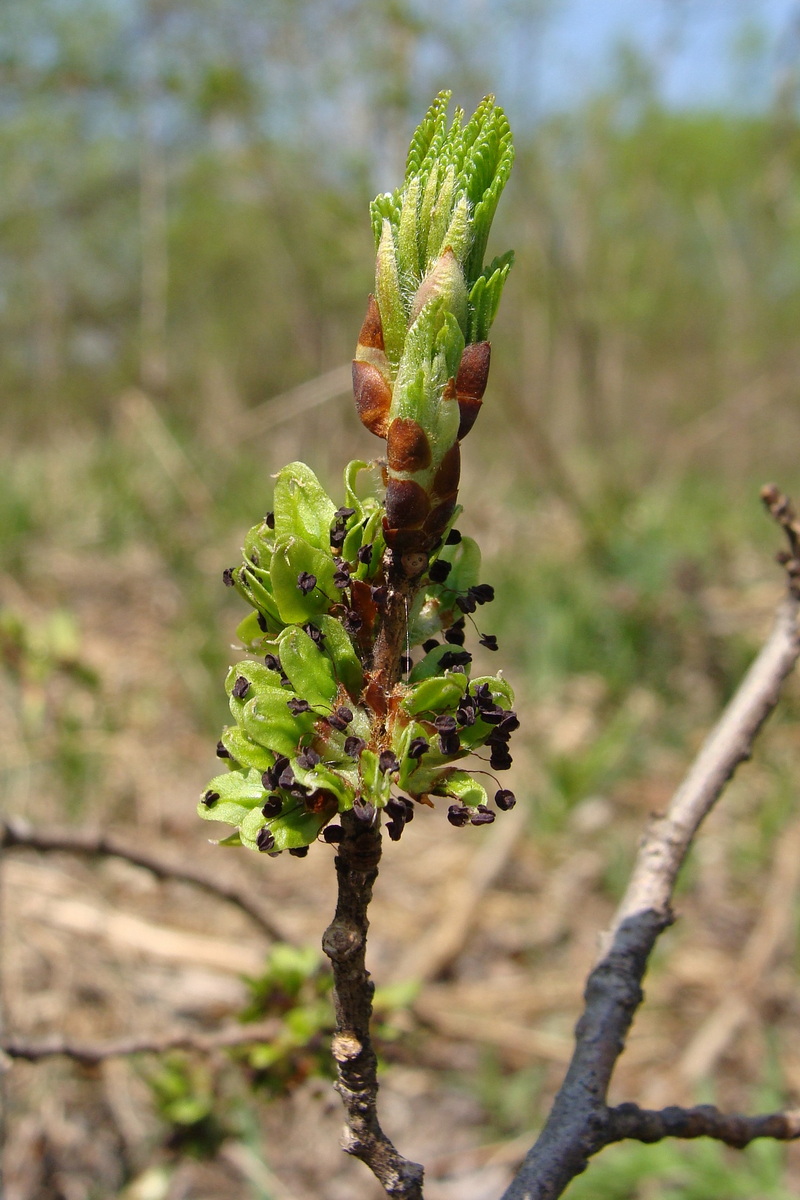 Image of Ulmus japonica specimen.