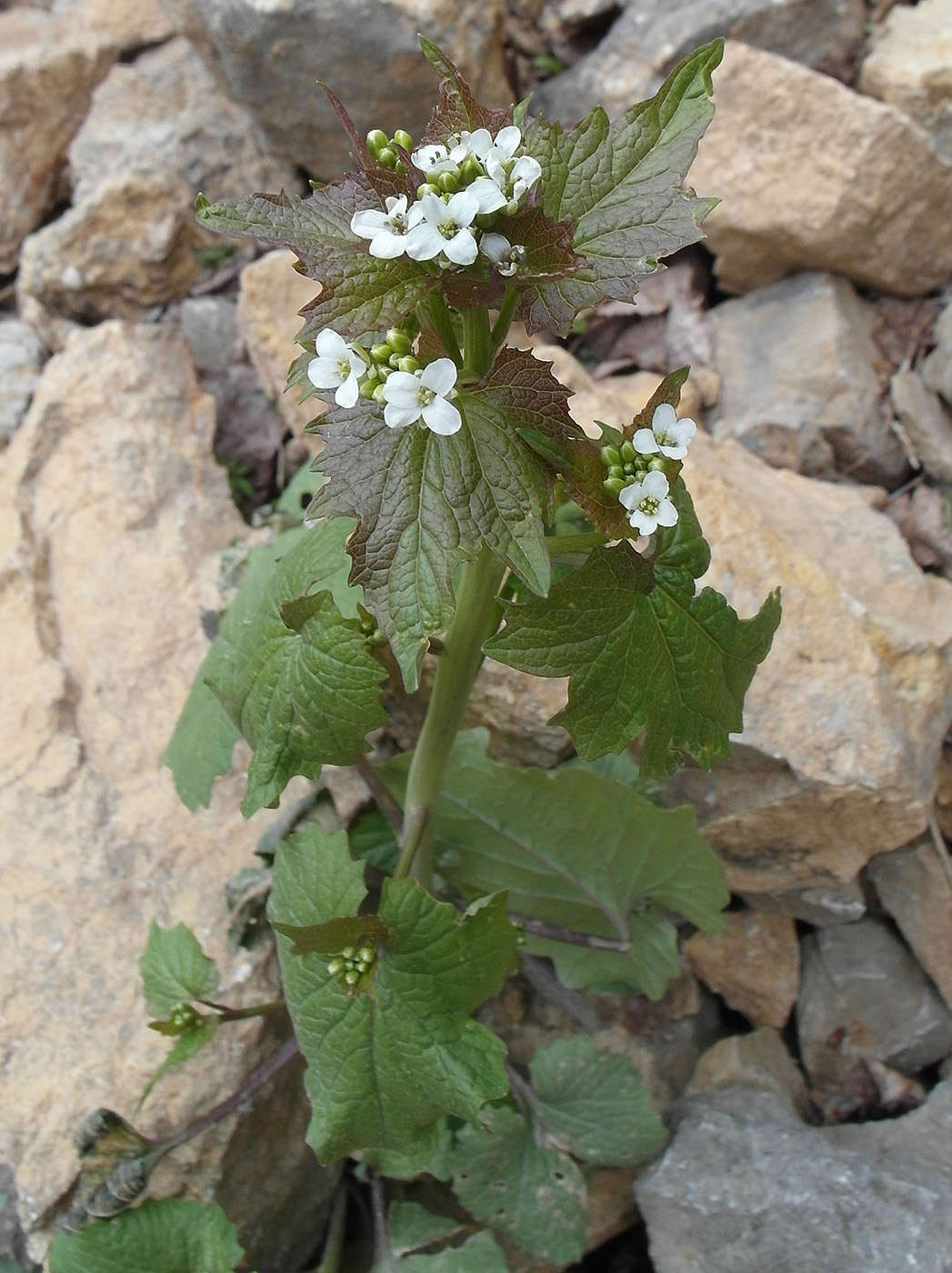 Image of Alliaria petiolata specimen.