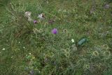 Cirsium ciliatum. Цветущее растение. Кабардино-Балкария, Эльбрусский р-н, окр. устья р. Бедык, луг на правом берегу. 25 июля 2022 г.
