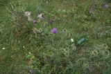 Cirsium ciliatum