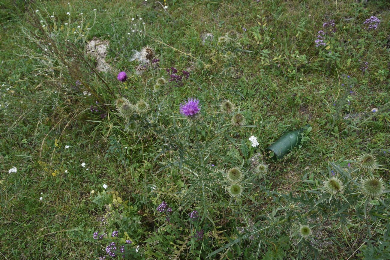 Image of Cirsium ciliatum specimen.