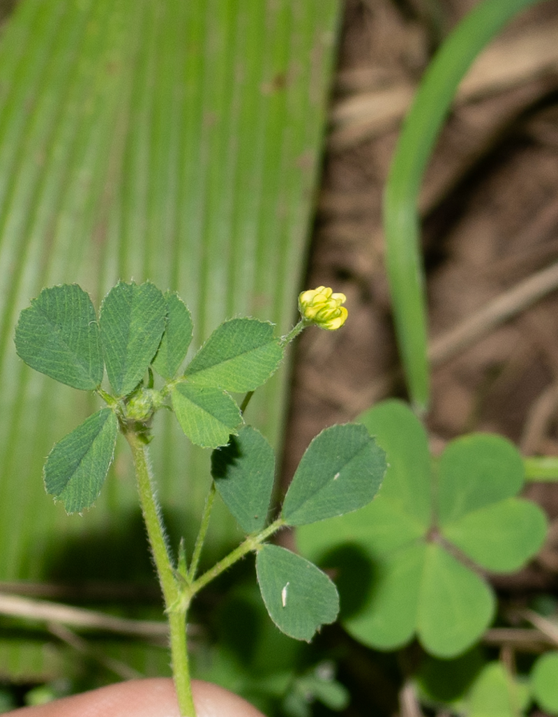 Image of Medicago lupulina specimen.