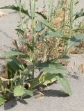 Amberboa turanica. Нижняя часть цветущего растения. Узбекистан, Ферганская обл., Язъяванский р-н, Язъяванские пески, частично закреплённые дюны. 16 мая 2023 г.