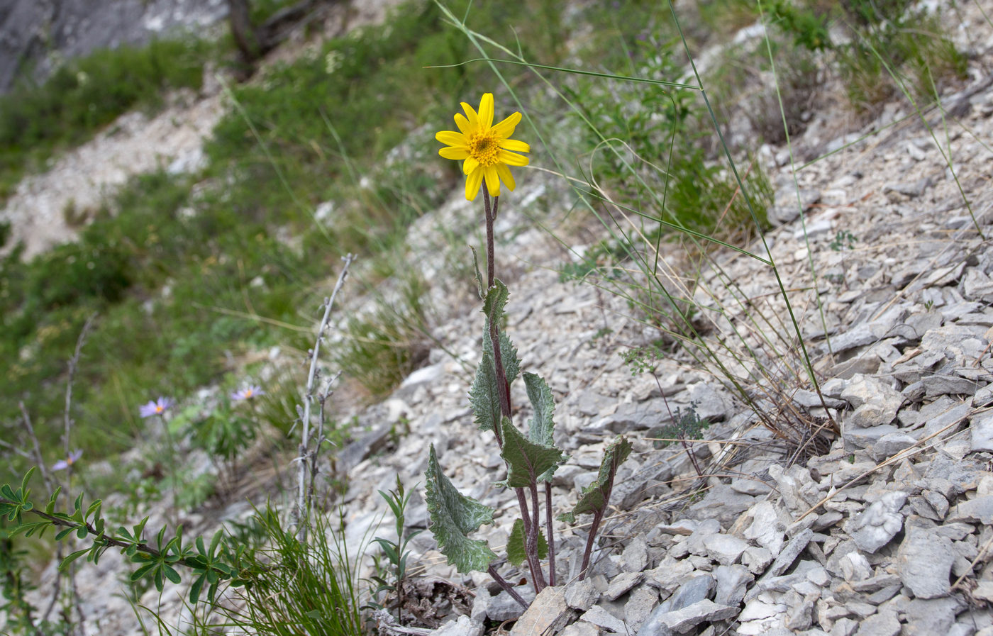 Image of Ligularia robusta specimen.