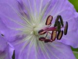 Geranium platyanthum