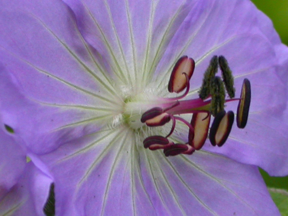 Изображение особи Geranium platyanthum.