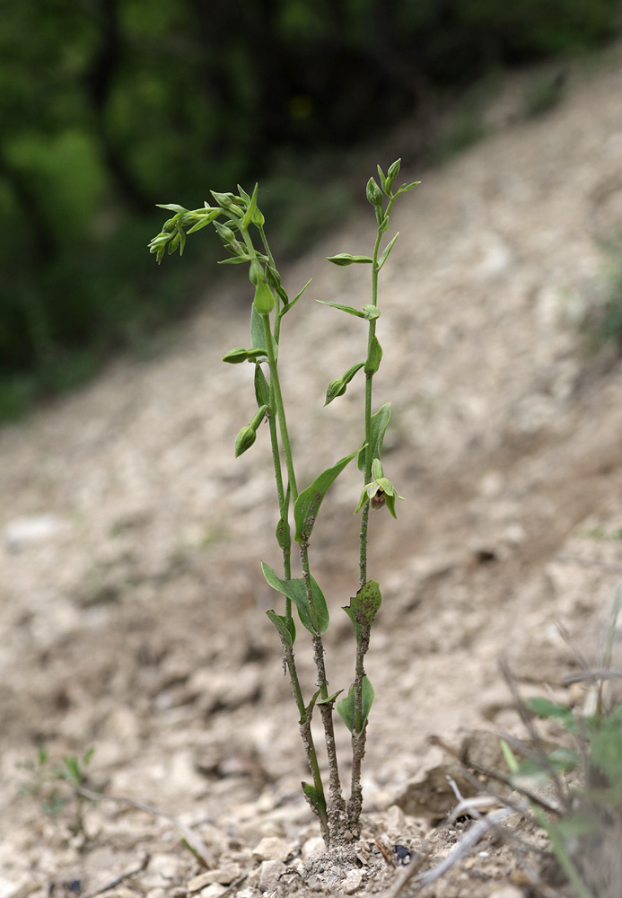 Изображение особи Epipactis persica.