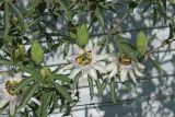 Passiflora caerulea