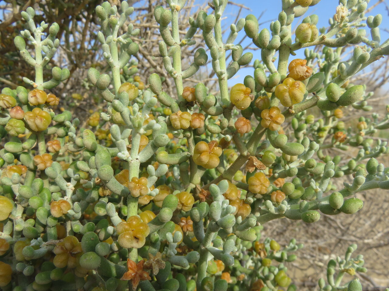 Изображение особи Tetraena alba.