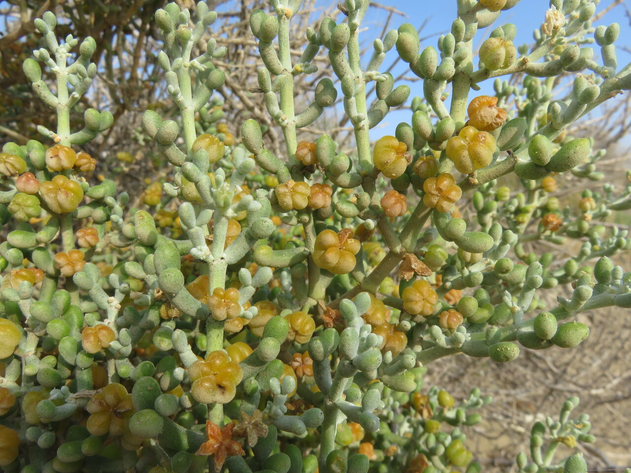 Image of Tetraena alba specimen.