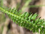 Achillea apiculata