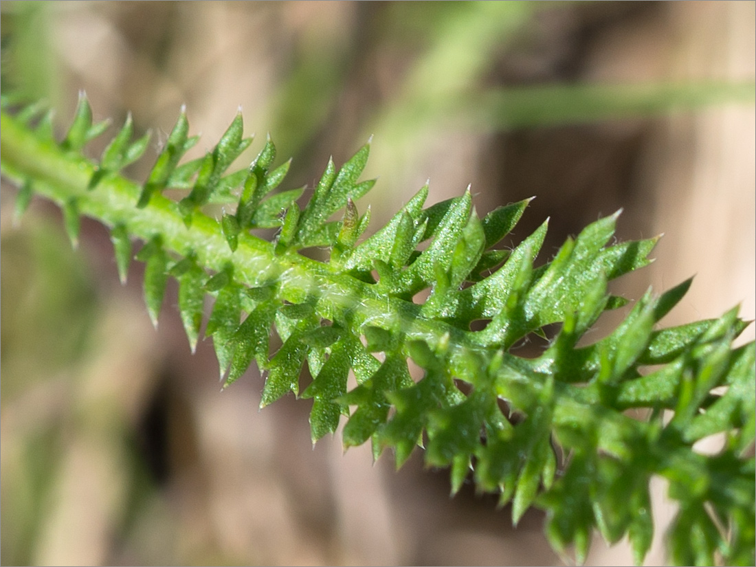 Изображение особи Achillea apiculata.