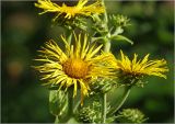 Inula helenium