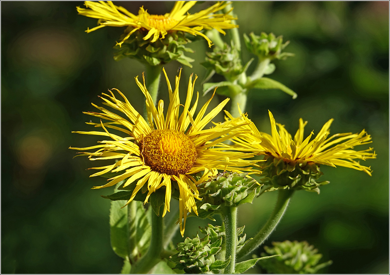 Изображение особи Inula helenium.