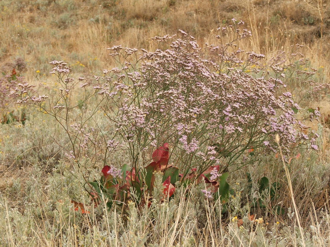 Изображение особи Limonium scoparium.