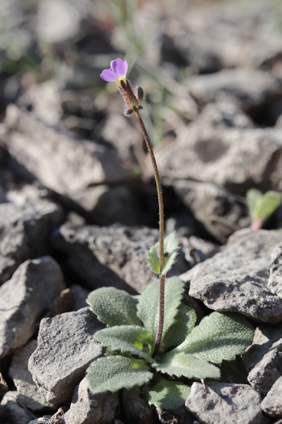 Image of Arabis verna specimen.