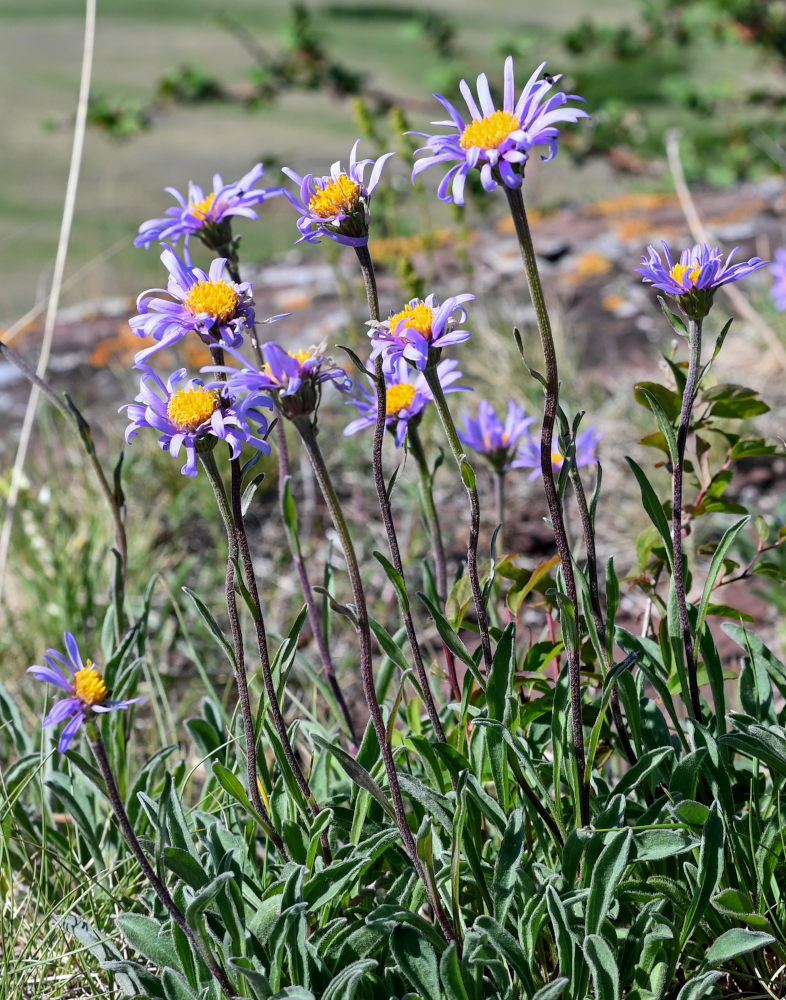 Изображение особи Aster alpinus.