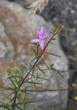 Chamaenerion colchicum