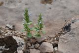 Lallemantia royleana. Цветущее растение. Таджикистан, Согдийская обл., Исфара, трещина в известняковой плите заполненная мелкозёмом. 1 мая 2023 г.