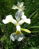 genus Iris