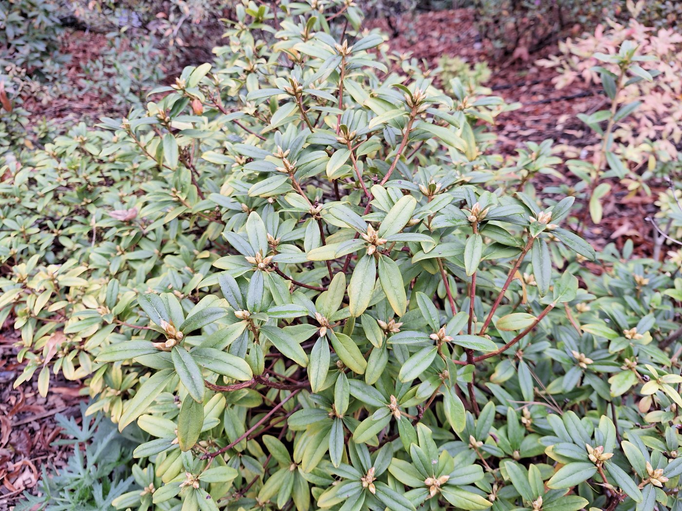 Image of Rhododendron impeditum specimen.