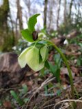 Helleborus caucasicus. Верхушка цветущего растения с кормящейся улиткой. Краснодарский край, городской округ Сочи, Хостинский р-н, дорога к Орлиным скалам, широколиственный лес. 11.02.2024.