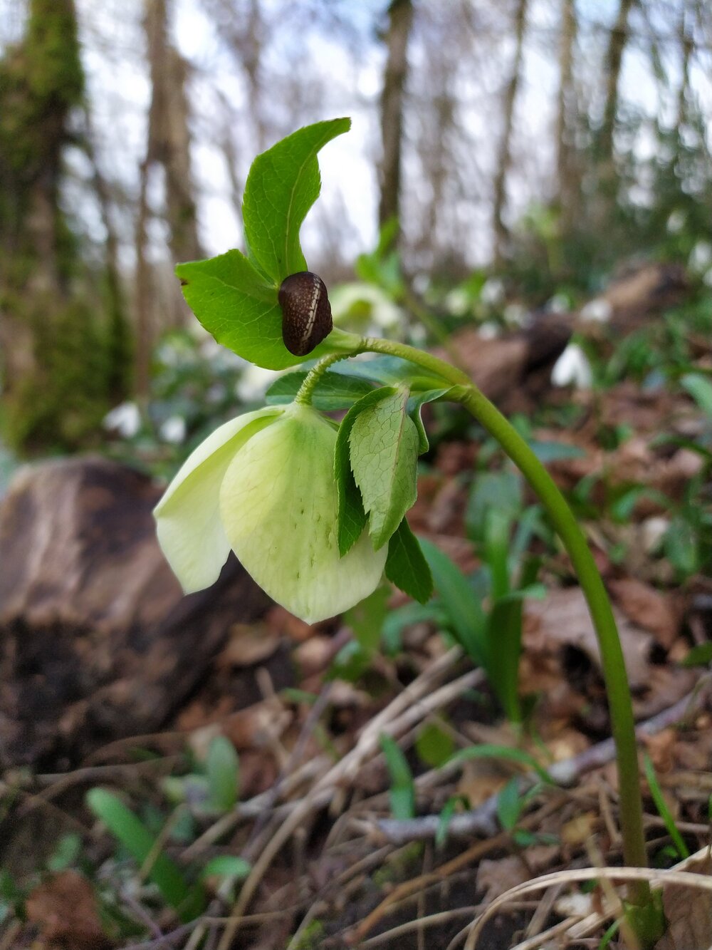 Изображение особи Helleborus caucasicus.