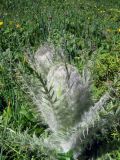 Schmalhausenia nidulans. Растение с нераскрывшимся соцветием. Казахстан, Заилийский Алатау, плато Асы, 2200 м н.у.м. 30.06.2010.
