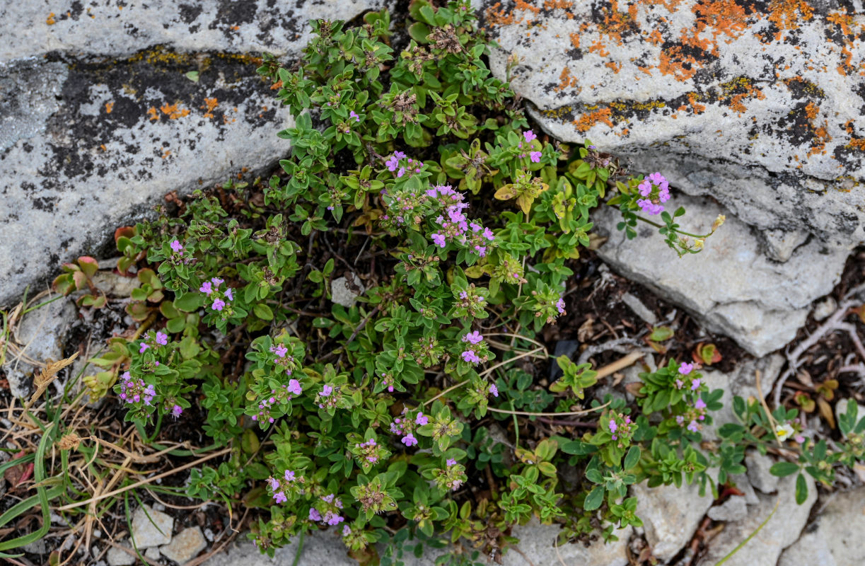 Изображение особи род Thymus.