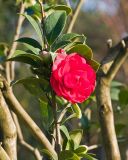 Camellia japonica