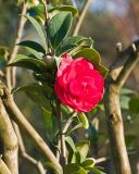 Camellia japonica. Часть ветки с цветком. Краснодар, парк \"Краснодар\", Японский сад, в культуре. 01.01.2024.