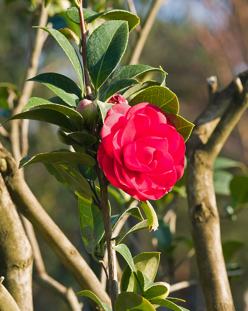 Изображение особи Camellia japonica.