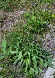 Plantago lanceolata. Цветущее растение. Курильские о-ва, о-в Итуруп, г. Курильск, у дороги. 14.08.2023.