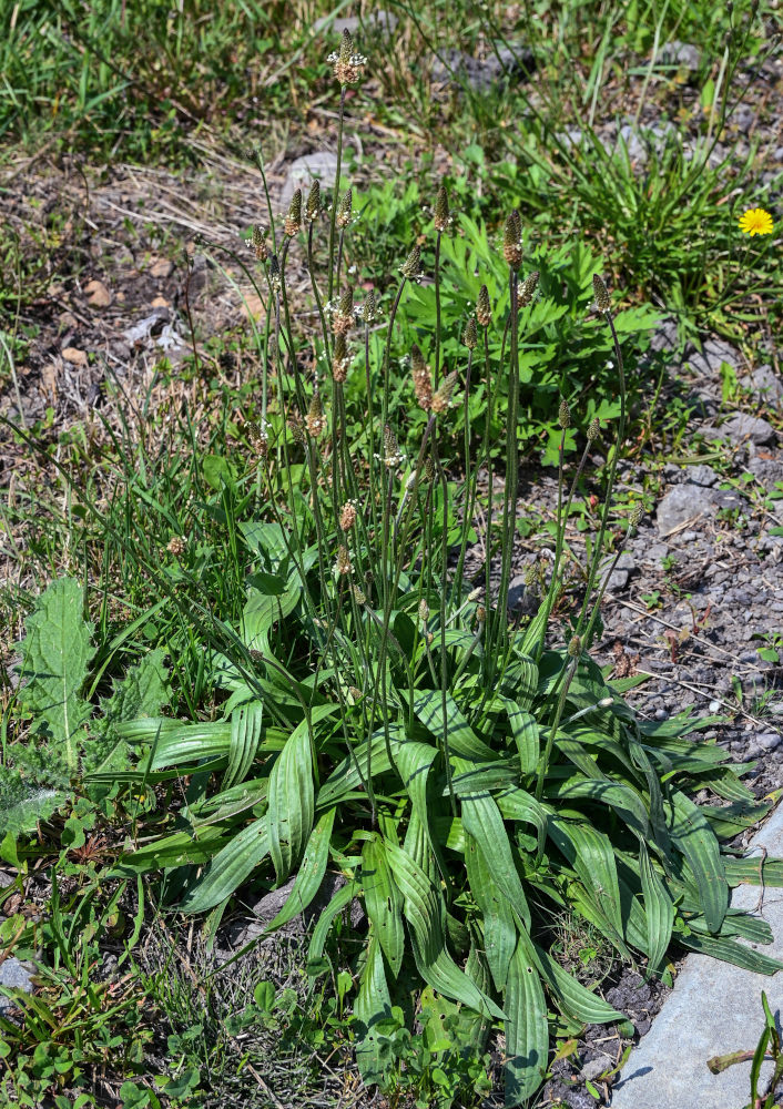 Изображение особи Plantago lanceolata.