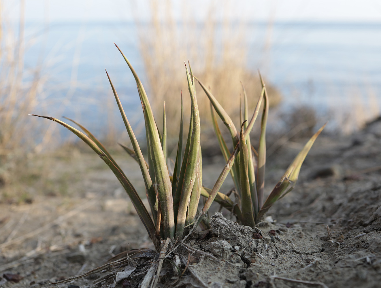 Изображение особи род Yucca.