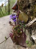 Ajuga reptans