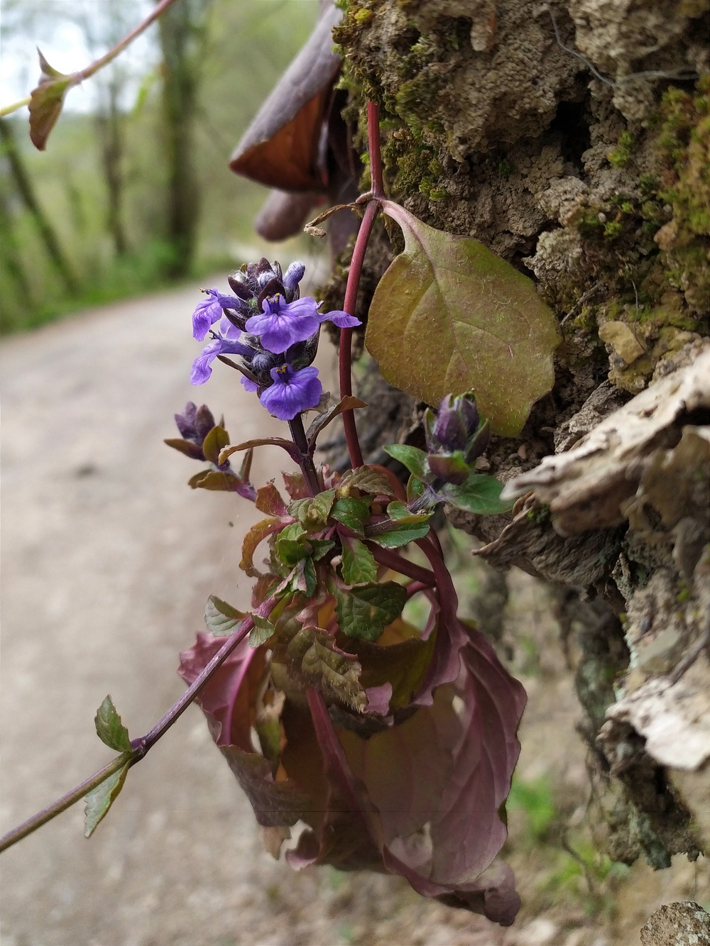 Изображение особи Ajuga reptans.