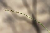 Carex pediformis